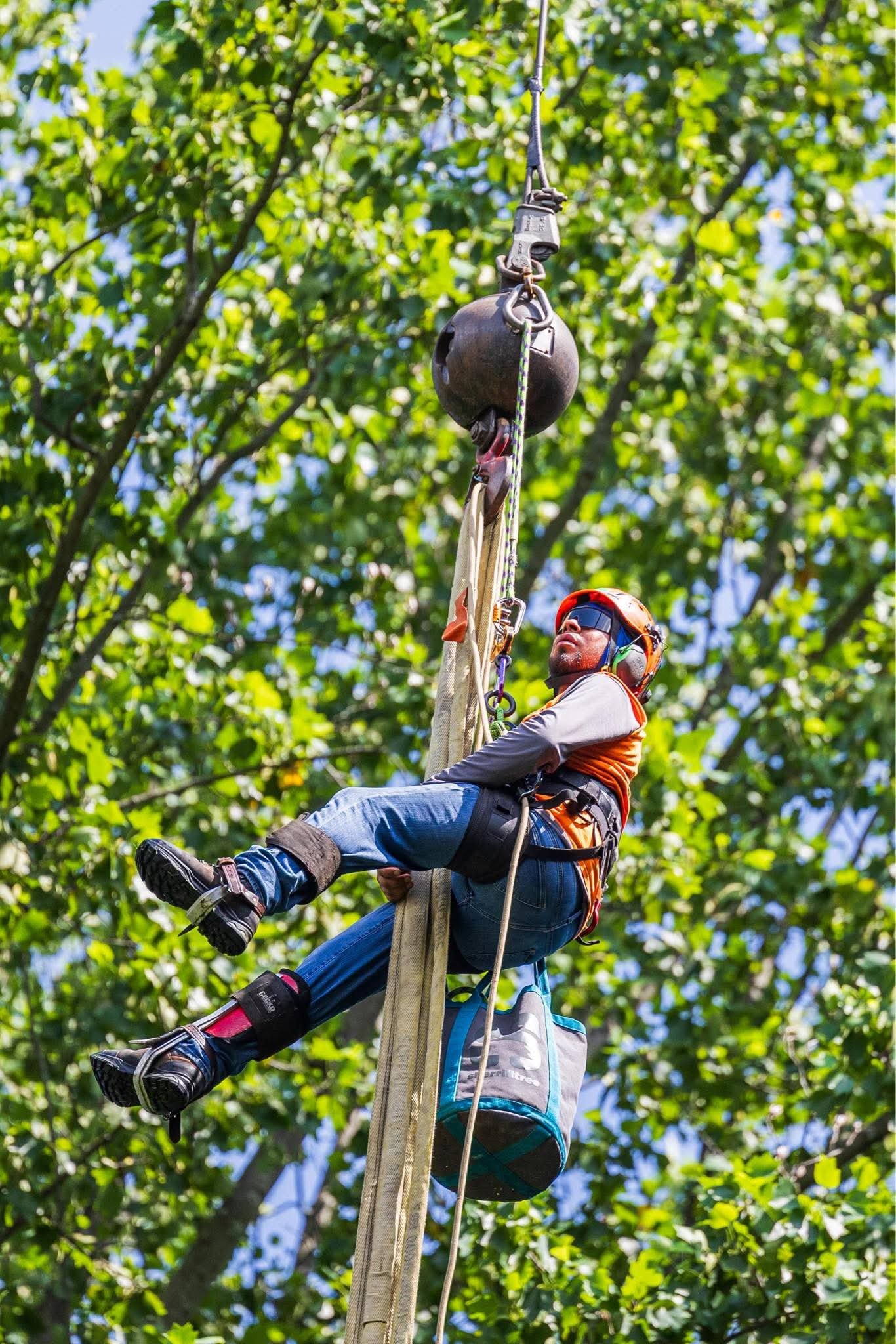 Tree Trimming Wilton experts providing precise trimming and maintenance services