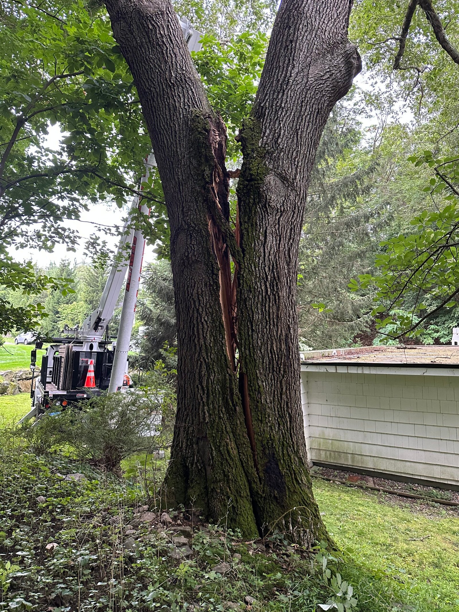 Residential tree work Weston showing freshly pruned healthy trees and clean surroundings