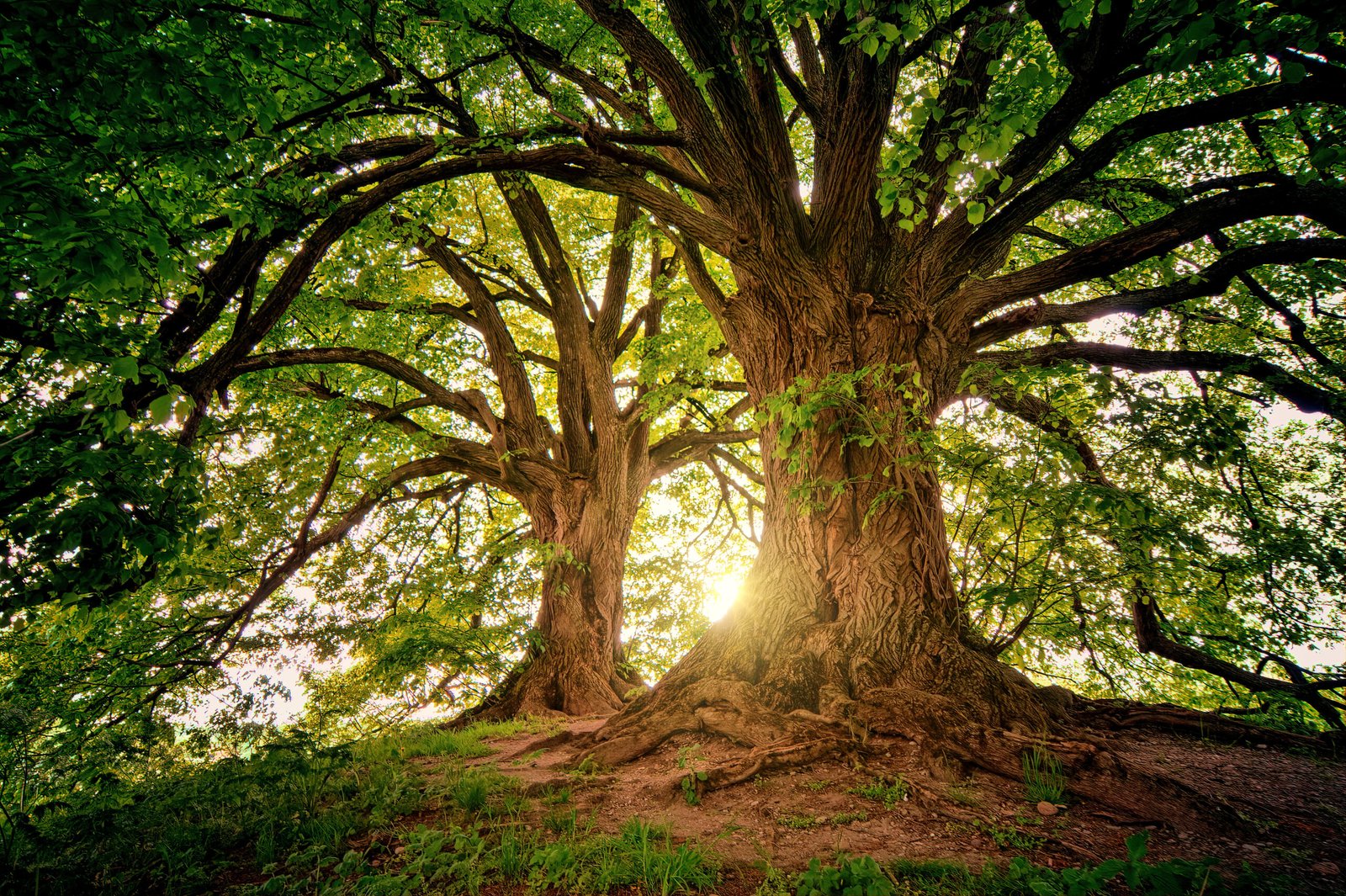 Mature trees in Fairfield tree service area