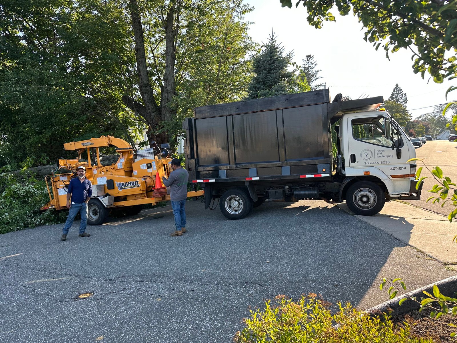 Professional tree work Weston pruning service enhancing tree shape and balance