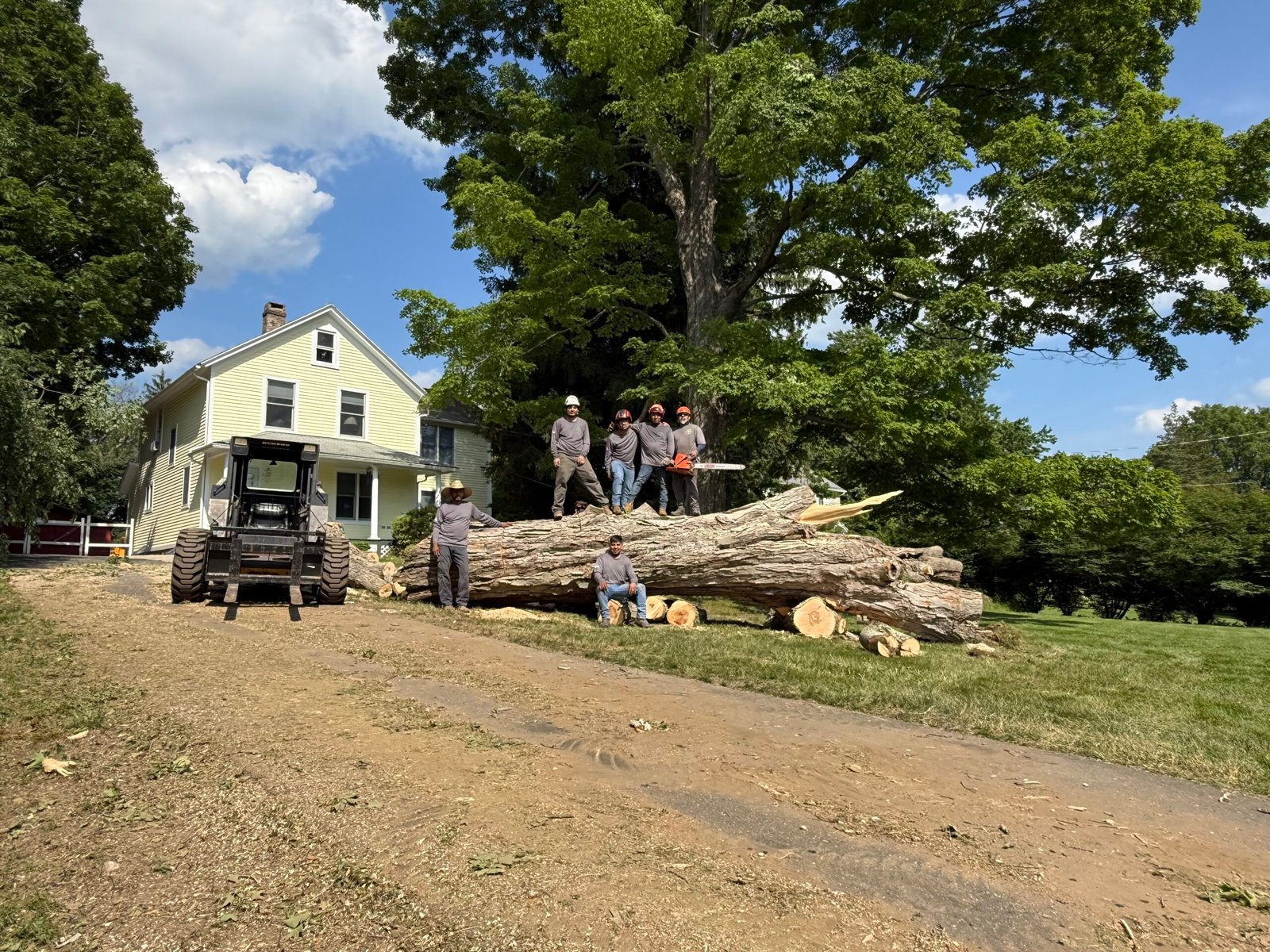 Tree Company Fairfield performing expert tree services in Fairfield County